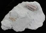 Double Flexicalymene Trilobite Plate from Ohio #61025-1